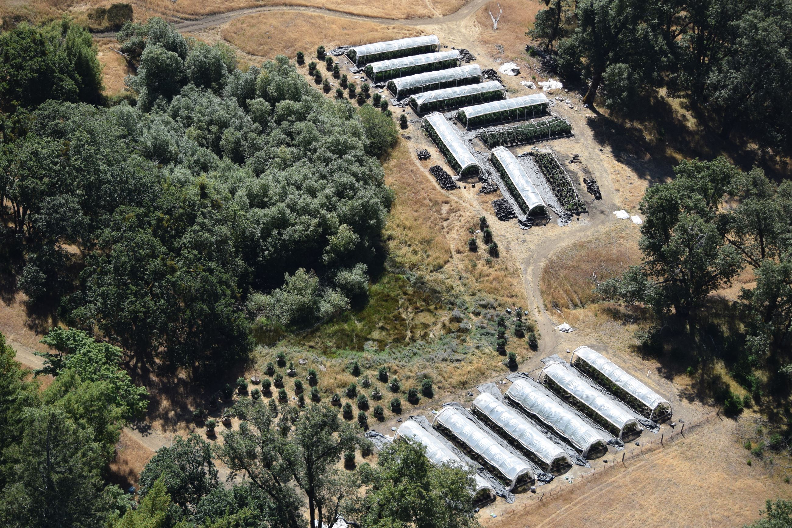 Marijuana Investigation